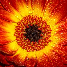 Muurdecoratie fotoschilderij bloemen rood geel